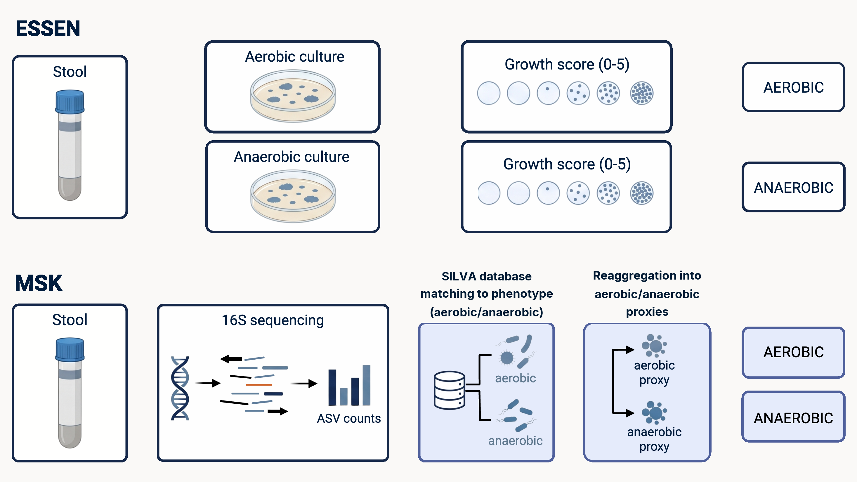 Methods schematic comparing Essen stool cultures with MSK 16S sequencing, then grouping both as aerobic and anaerobic patterns.
